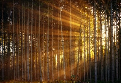 Licht im Wald.