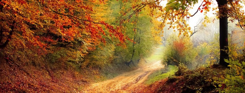Waldweg im Herbst.